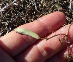 Dolichos hastiformis