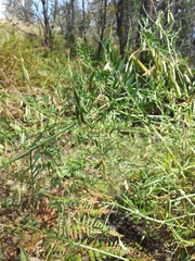Vicia pulchella