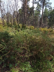 Vicia pulchella