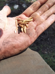 Vicia pulchella