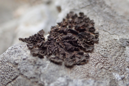 diskovka (Xanthoparmelia)