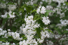 Deutzia gracilis