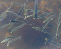 Atherinops affinis
