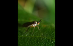 Rhaphium