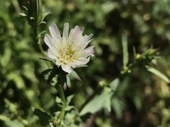 Rafinesquia californica