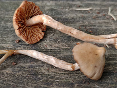 Cortinarius acutus