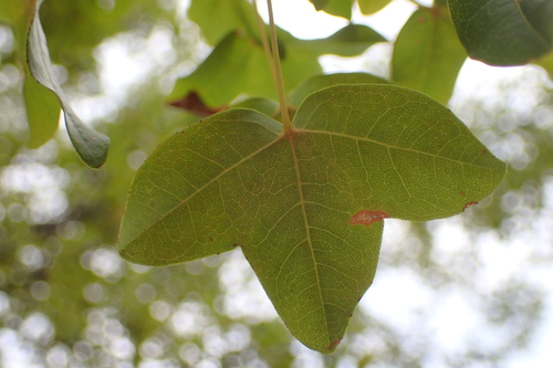 Maklen (Acer monspessulanum)