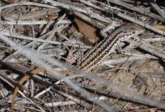 Pedioplanis lineoocellata