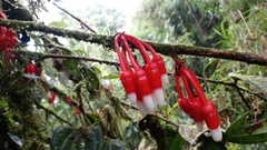 Psammisia guianensis