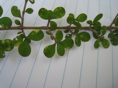 Coprosma parviflora