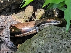 Marisora brachypoda