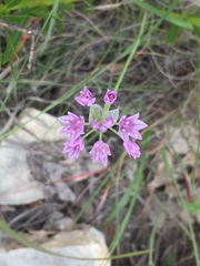 Allium drummondii