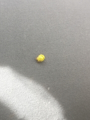 Psyllobora vigintiduopunctata