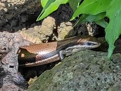 Marisora brachypoda