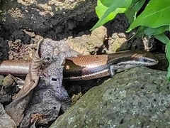 Marisora brachypoda