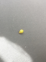 Psyllobora vigintiduopunctata