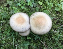 Lacrymaria lacrymabunda