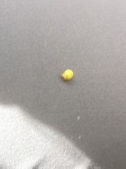 Psyllobora vigintiduopunctata