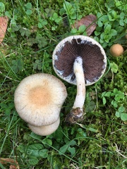 Lacrymaria lacrymabunda