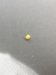 Psyllobora vigintiduopunctata