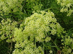 Crithmum maritimum