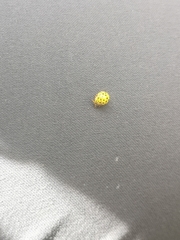 Psyllobora vigintiduopunctata