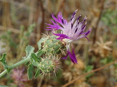 Centaurea sphaerocephala