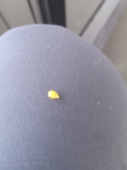 Psyllobora vigintiduopunctata