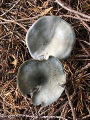 Clitocybe odora