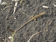 Podarcis siculus