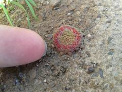 Crassula pageae