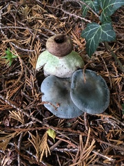 Geastrum pectinatum