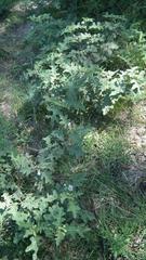 Solanum aculeatissimum