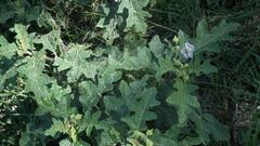 Solanum aculeatissimum
