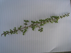 Coprosma parviflora