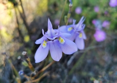 Moraea bipartita