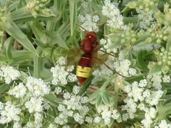 Vespa orientalis