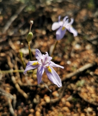 Moraea bipartita