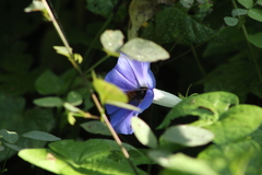Xenoglossa gabbii