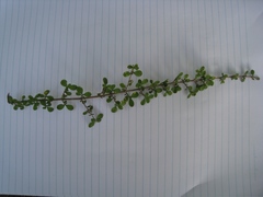 Coprosma parviflora