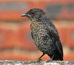 Melaenornis pammelaina ater
