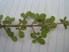 Coprosma parviflora