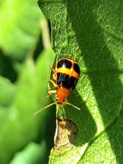 Gynandrobrotica