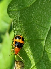 Gynandrobrotica