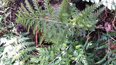 Asplenium appendiculatum maritimum