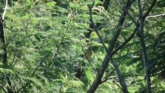 Emberiza flaviventris flaviventris