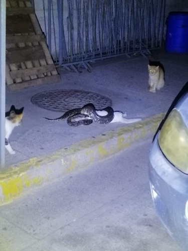 Boa Constrictor observed near Avenida Hilario Rodríguez Malpica, Mazatlán, SIN, MX, (c) verorico, some rights reserved (CC BY-NC)