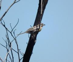 Emberiza flaviventris flaviventris