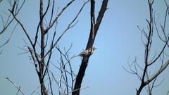 Emberiza flaviventris flaviventris