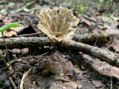 Cymatoderma caperatum